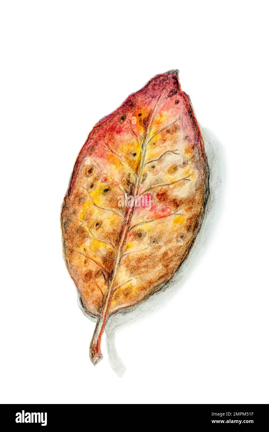 Foglia appassita disegnata a mano nei colori autunnali con ombra su sfondo bianco. Foto Stock
