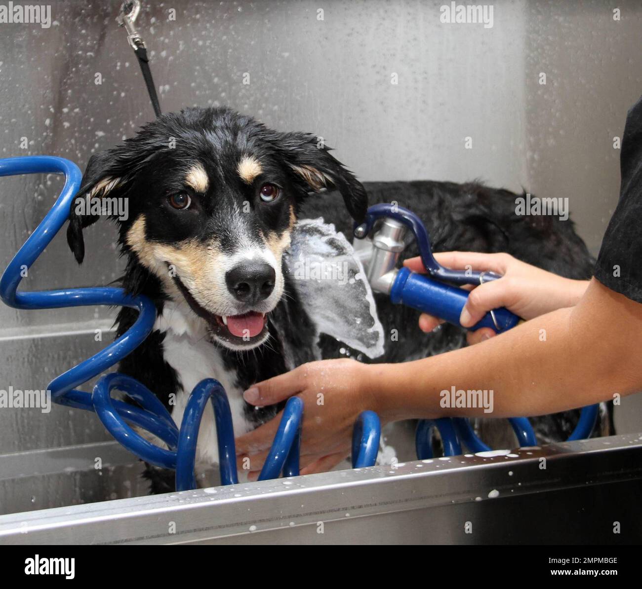 ESCLUSIVO!! Si tratta del Chateau Poochie, l'hotel piu' esclusivo al mondo per cani e gatti, dove il lusso e' liberato. I servizi di questo elegante hotel e centro benessere includono un centro fitness, cibo olistico, pedicure, massaggi, riflessologia, bagno, spazzolatura dei denti e un tempo di gioco su uno. Proprio come ogni hotel di lusso umano, vi e' anche una scelta di suite, tutte decorate individualmente e dotate di un letto, quadri e un televisore a schermo piatto personale. Per quei fashionistas doggy, ci è inoltre una boutique con tutto da scegliere compreso l'abbigliamento, il profumo, gli accessori e l'arredamento domestico. Chateau Poochi Foto Stock