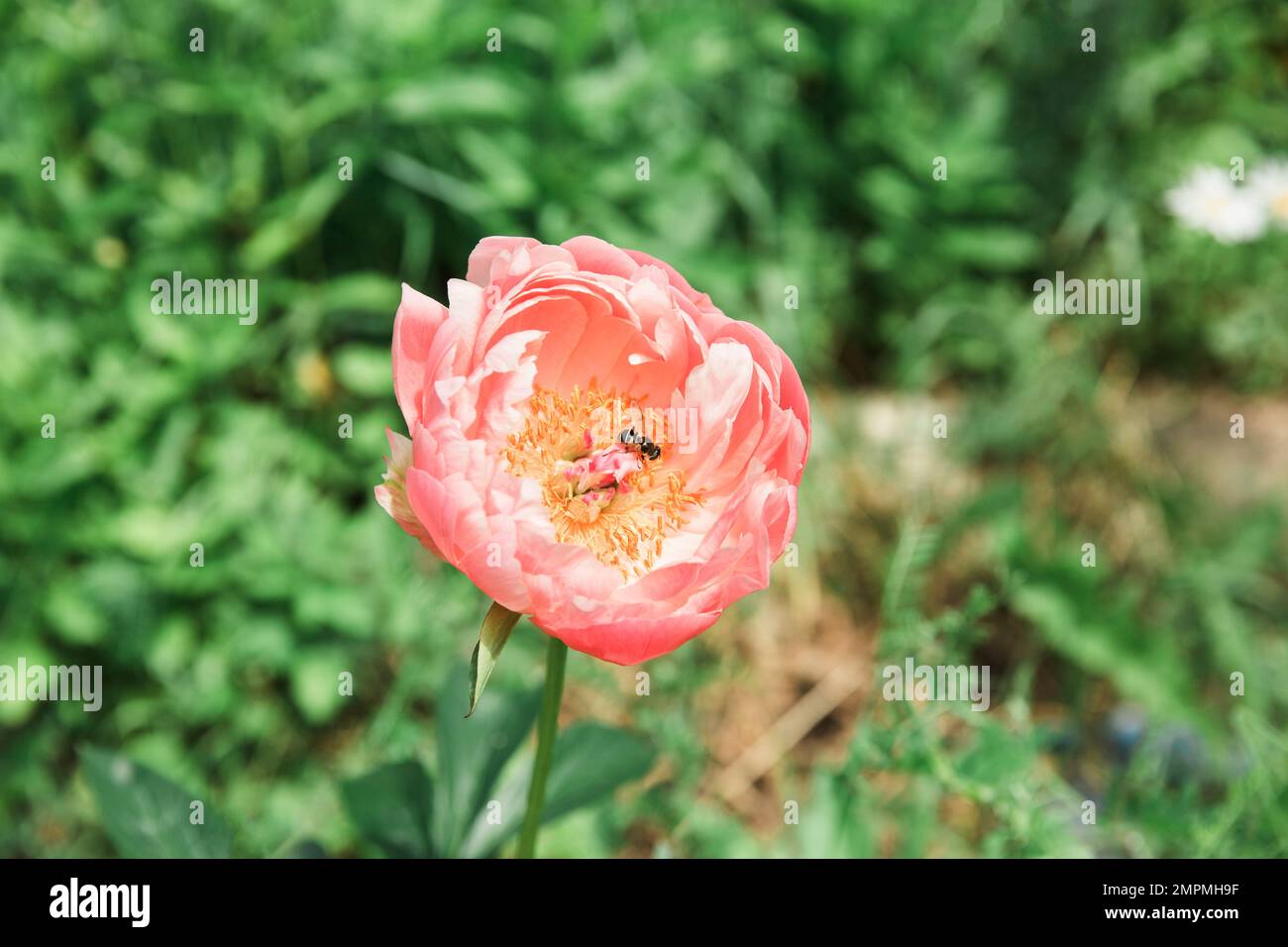 Fiore di peonia rosa e ape su sfondo verde erba, foto di scorta Foto Stock