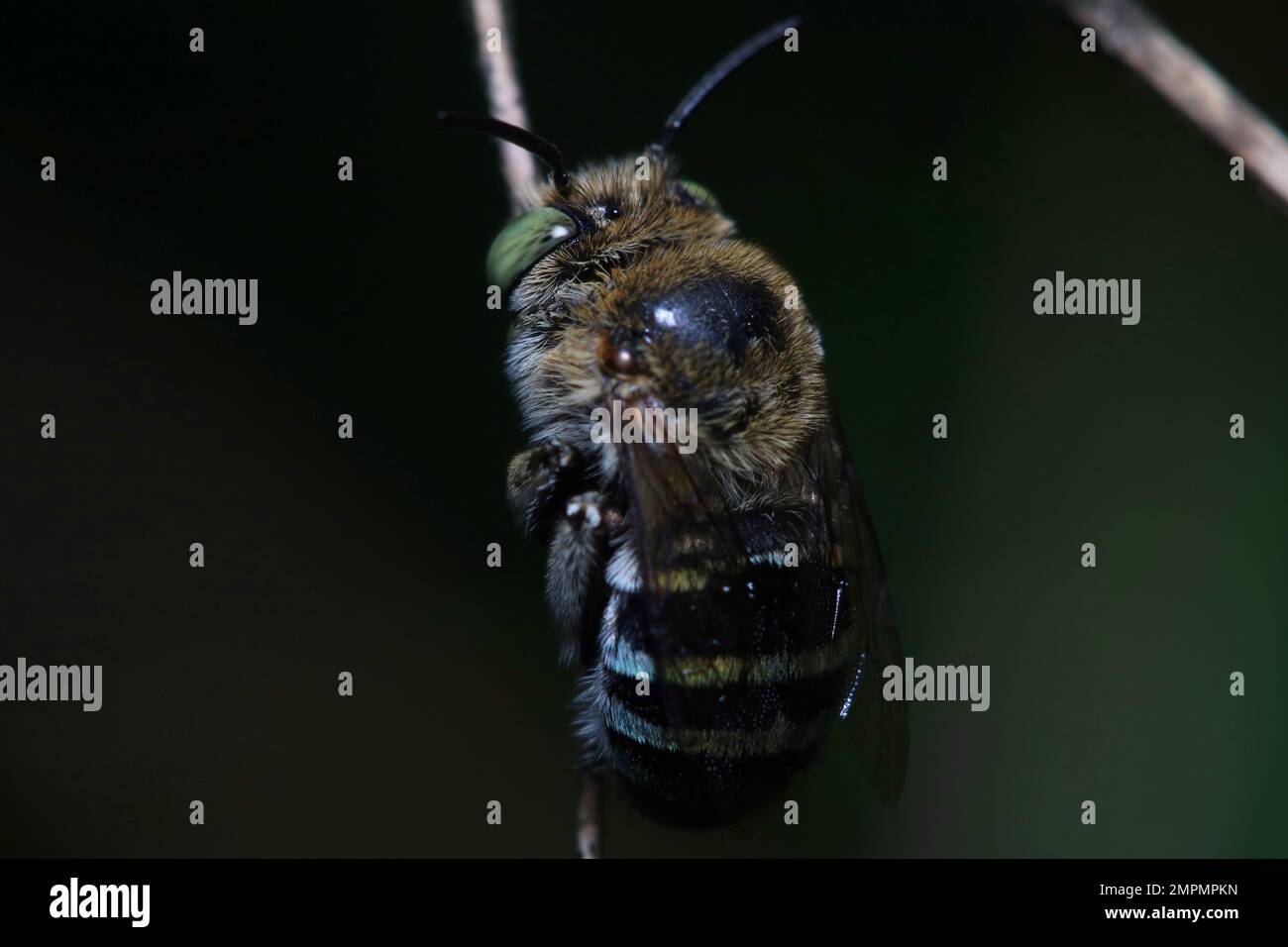 Un'ape dormiente con le fasce blu sul gambo di una pianta Foto Stock