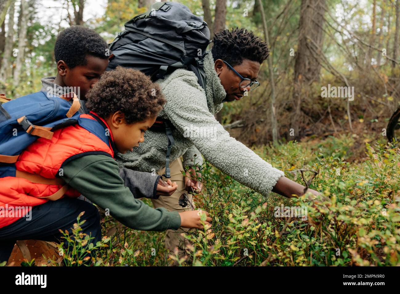 Padre che raccoglie bacche da piante con figli durante le vacanze nella foresta Foto Stock