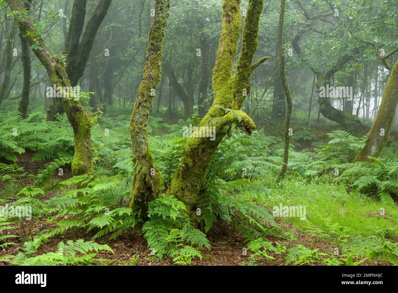 Un'oscura foresta di latifoglie in estate a East Harptree Woods nelle colline di Mendip, Somerset, Inghilterra. Foto Stock