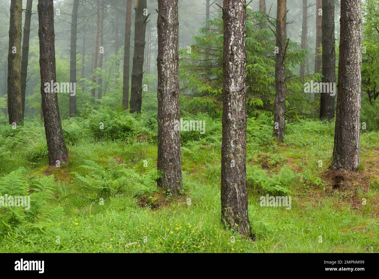 Una misteriosa piantagione di conifere a East Harptree Woods nelle colline di Mendip, Somerset, Inghilterra. Foto Stock