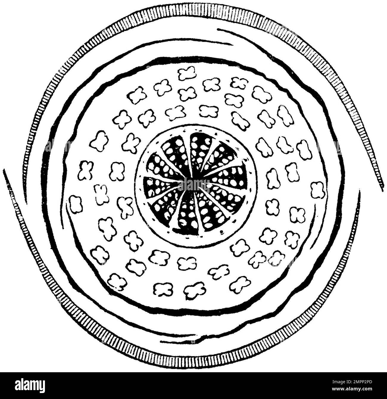 Papaver rhoeas, papavero comune, papavero di mais, rosa di mais, papavero di campo, Flanders papavero o papavero rosso, diagramma floreale, Papaver rhoeas, anonym (, ), Klatschmohn, Blütendiagramm, coquelicot, diagramma floreale Foto Stock