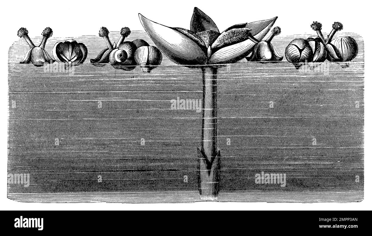 Erba anguilla, fiori, galleggianti sulla superficie dell'acqua. Al centro un fiore fruttifero, su entrambi i lati di esso diversi fiori di polline nelle più diverse fasi di sviluppo, in parte ancora chiusi, in parte in fase di apertura, in parte aperti con petali ripiegati a forma di cranio. Le foglie di polline sorgono dai fiori aperti. Un'antera aperta attacca il suo polline allo stigma frangiato del fiore di frutta., Vallisneria spiralis, (libro di botanica, 1905), Wasserschraube, Blüten, auf dem Wasserspiegel schwimmend. In der Mitte eine Fruchtblüte, zu beiden Seiten derselben mehrere Pollenblüten in den verschie Foto Stock