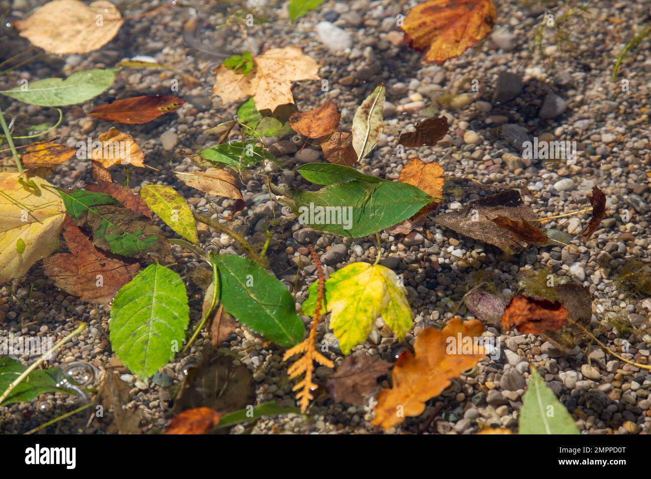 Autunno caduta foglie sulla superficie di un lago Foto Stock