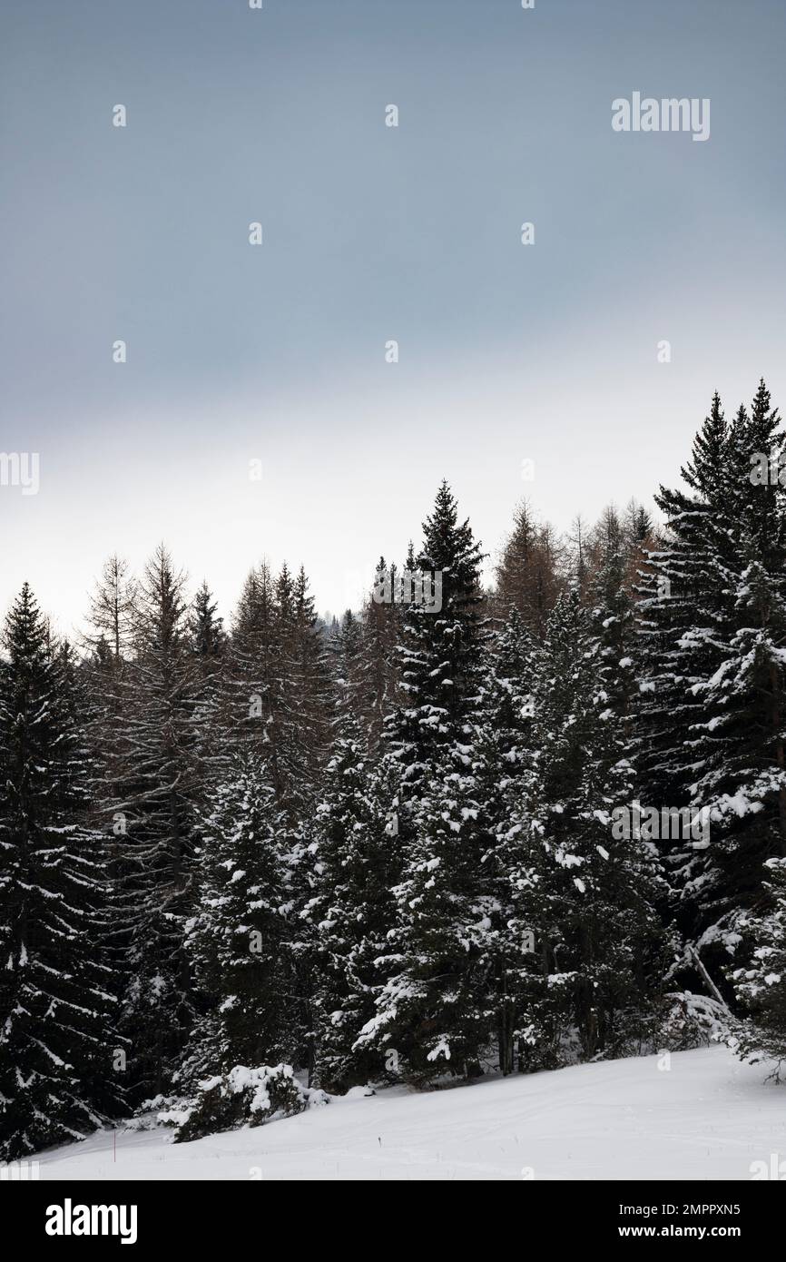 Una maestosa Foresta innevata in un sereno giorno nuvoloso con spazio per le copie Foto Stock