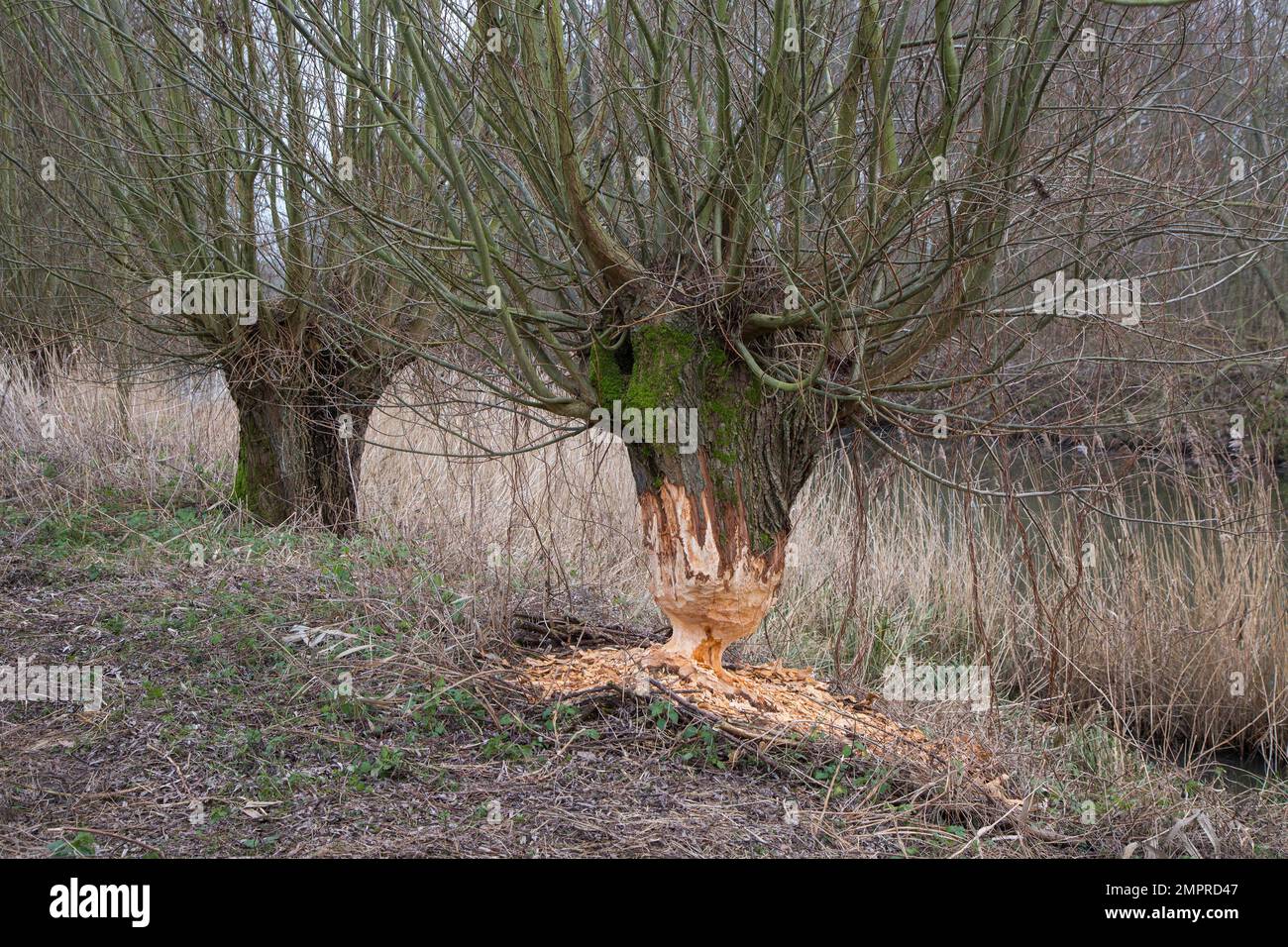 Tronco di albero spesso di salice pollard che mostra segni di denti e trucioli di legno da gnawing di castoro eurasiatico (fibra di Castor), Zevergem, Fiandre Orientali, Belgio Foto Stock