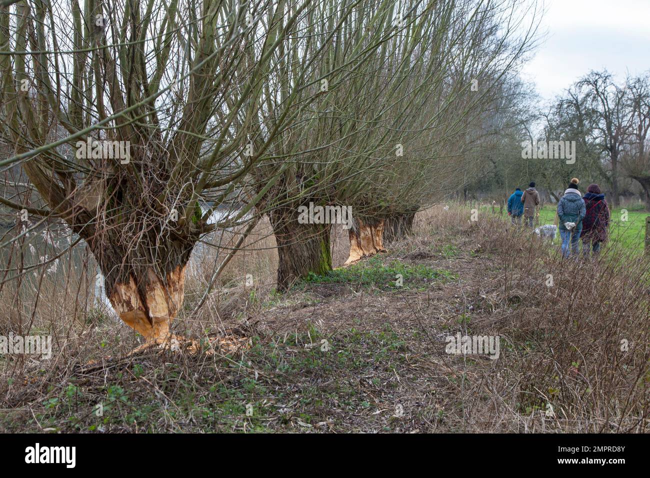Tronco di albero spesso di salice pollard che mostra segni di denti e trucioli di legno da gnawing di castoro eurasiatico (fibra di Castor), Zevergem, Fiandre Orientali, Belgio Foto Stock