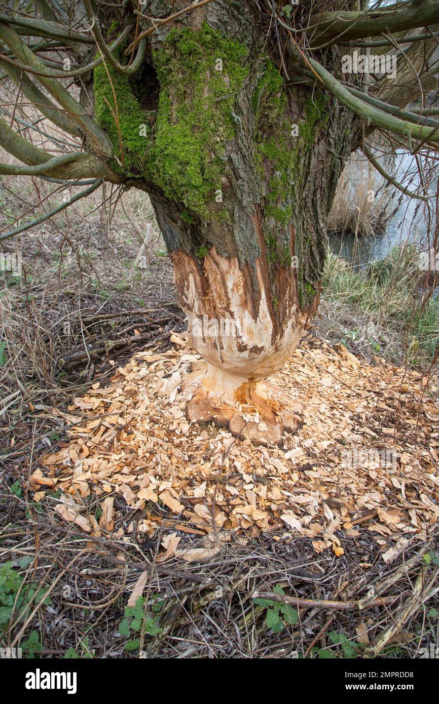 Tronco di albero spesso di salice pollard che mostra segni di denti e trucioli di legno da gnawing di castoro eurasiatico (fibra di Castor), Zevergem, Fiandre Orientali, Belgio Foto Stock