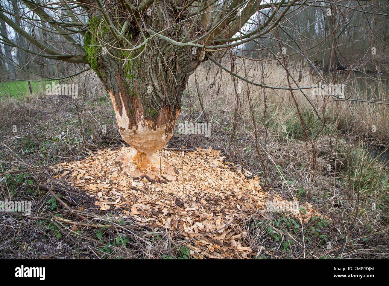 Tronco di albero spesso di salice pollard che mostra segni di denti e trucioli di legno da gnawing di castoro eurasiatico (fibra di Castor), Zevergem, Fiandre Orientali, Belgio Foto Stock