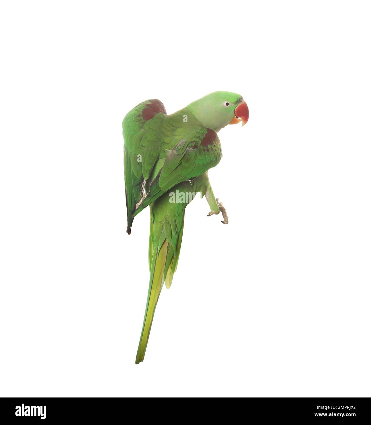 Bellissimo parakeet Alexandrine luminoso isolato su bianco Foto Stock