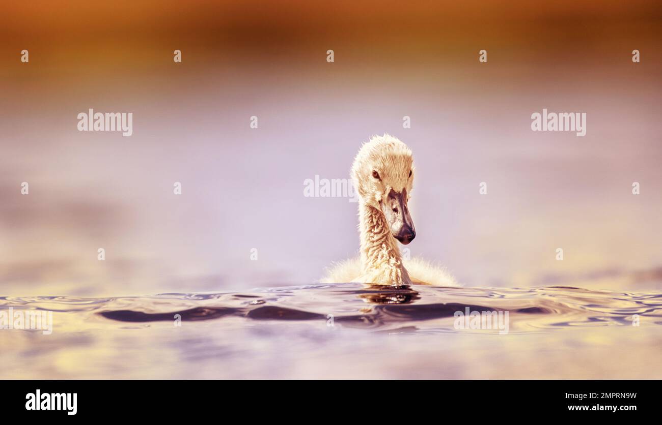 I cigni giovani guardano la loro madre mentre cercano il cibo. La foto migliore. Foto Stock