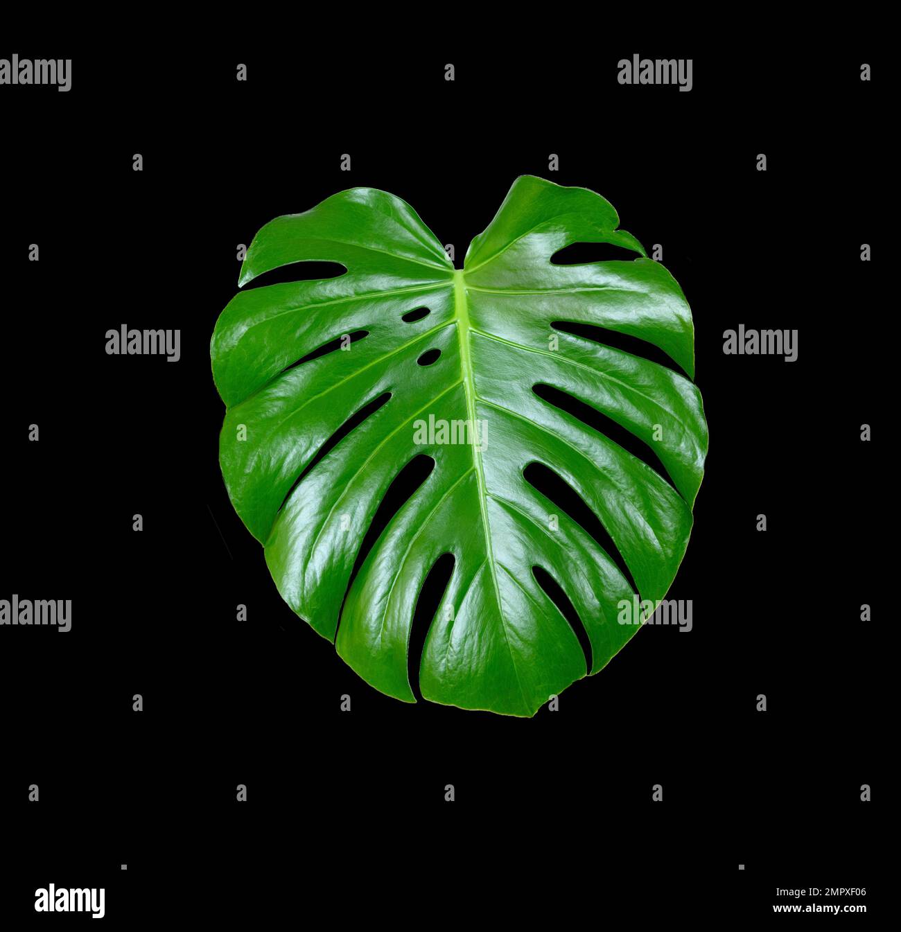 Monstera deliziosa. Grande verde tropicale foglia ritagliata su sfondo nero. Grande esotico brillante foglia, piante lussureggianti, giungla modello. Foto Stock