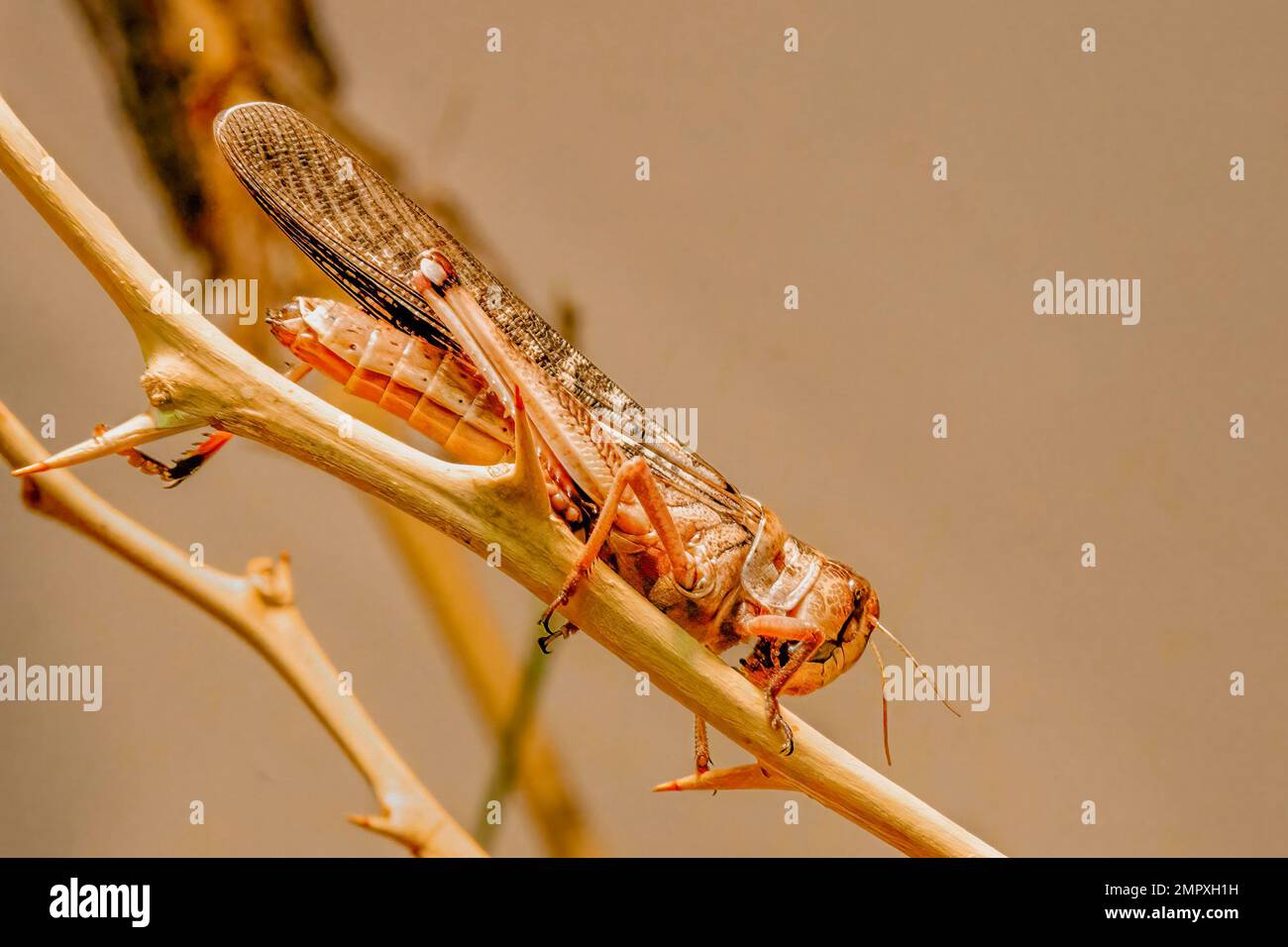 Cavalletta del deserto in attesa su un bastone Foto Stock