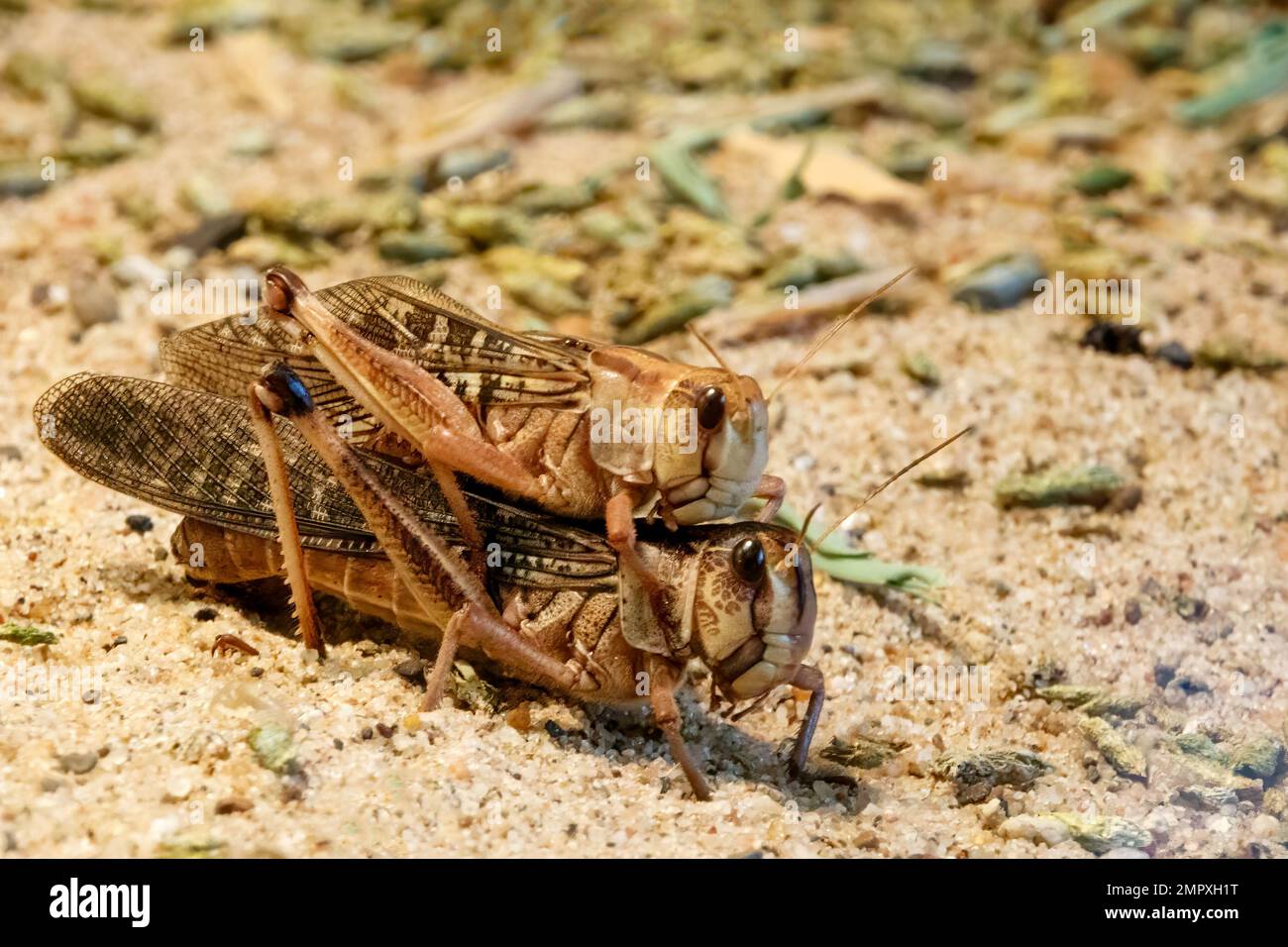 Un paio di cavallette nel deserto che si accoppiano nella sabbia Foto Stock