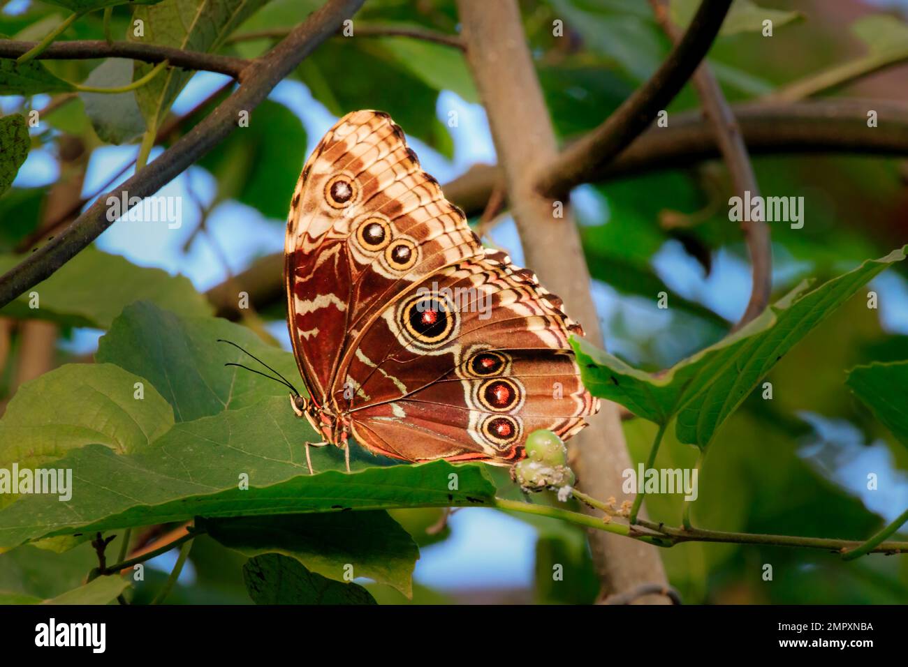 Farfalla Morpho blu con occhi marroni su sfondo verde Foto Stock