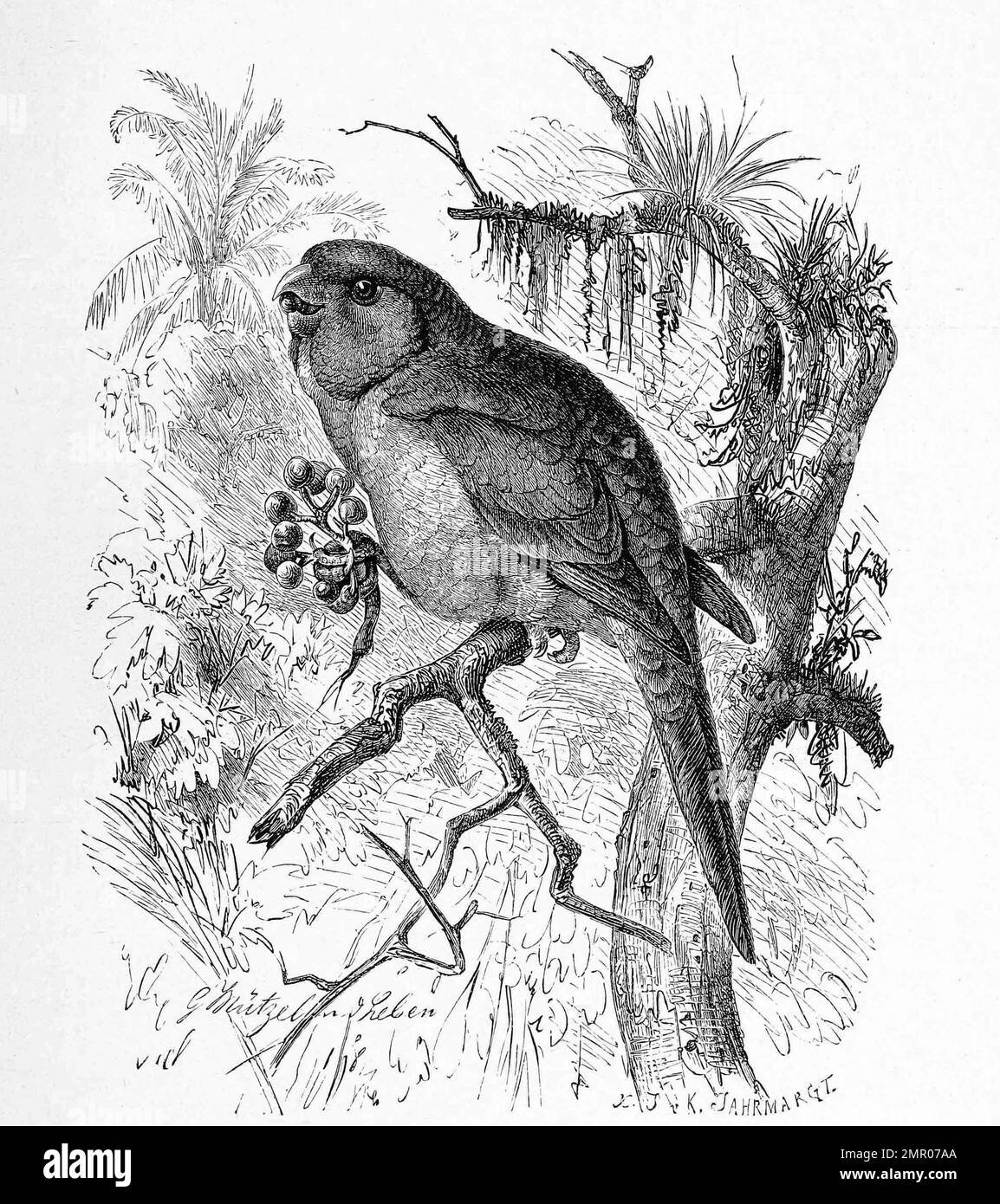Vogel, Tirikasittich, Brotogeris tirica, eine Art der Neuweltpapageien, Historisch, restaurierte reproduktion von einer Vorlage aus dem 18. Jahrhundert Foto Stock