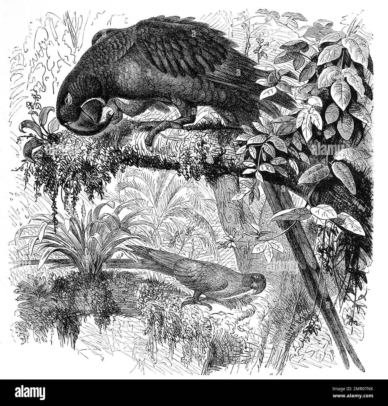 Vogel, Hyacintharara, Sittace hyacinthina, Historisch, ristorante digitale Reproduktion von einer Vorlage aus dem 18. Jahrhundert Foto Stock