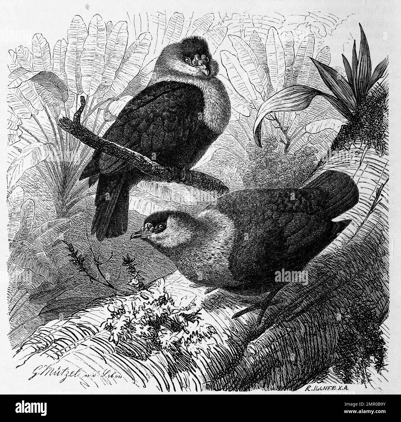 Vogel, Paradies-Fruchttaube, Alecroenas pulcherrima, auch Rotköpfige Warzentaube, Warzenfruchttaube oder Blaue Seychellen-Fruchttaube genannt, eine Art der Taubenvögel, Historiisch, digital restaurierte Reproduktion von einer Vorlage aus dem 18. Jahrhundert Foto Stock