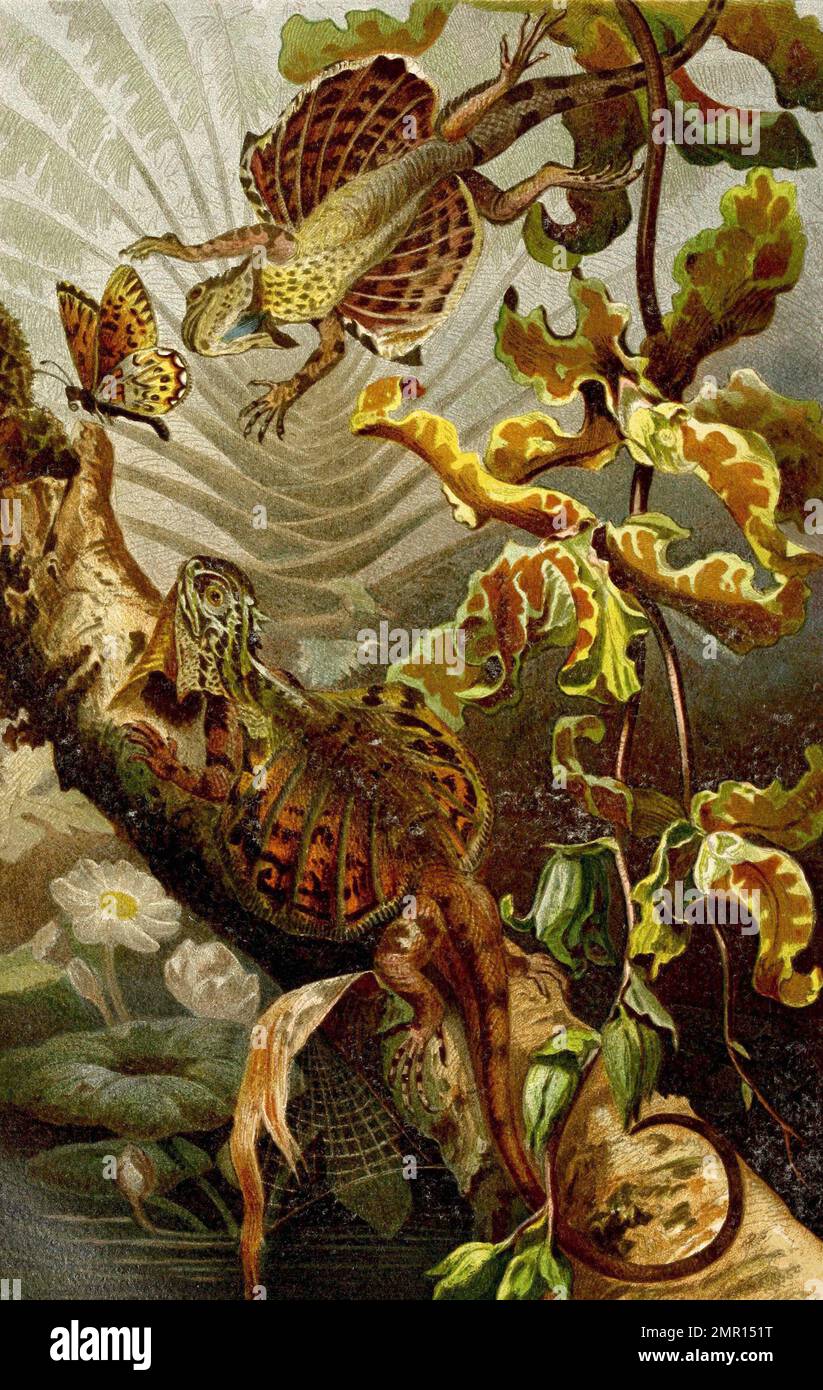 Flugdrachen, Draco, eine Gattung der Echsenfamiliie der Agamen, Historiisch, digital restaurierte Reproduktion von einer Vorlage aus dem 19. Jahrhundert Foto Stock
