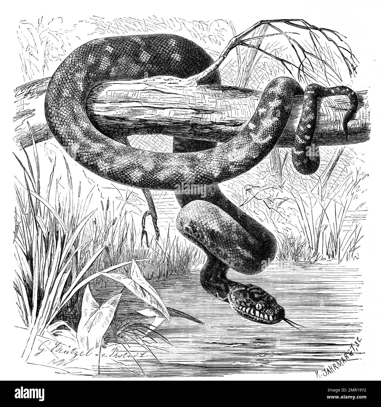 Reptilien, Rautenschlange, Diamant-Python, Morelia spilota spilota, Morelia Argus, Historisch, ristorante digitale Reproduktion von einer Vorlage aus dem 19. Jahrhundert Foto Stock