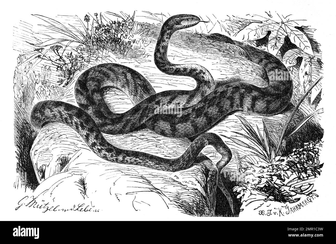 Reptilien, Europäische Katzennatter, Telescopus fallax ist eine Art der Nattern, Historisch, digital restaurierte Reproduktion von einer Vorlage aus dem 19. Jahrhundert Foto Stock