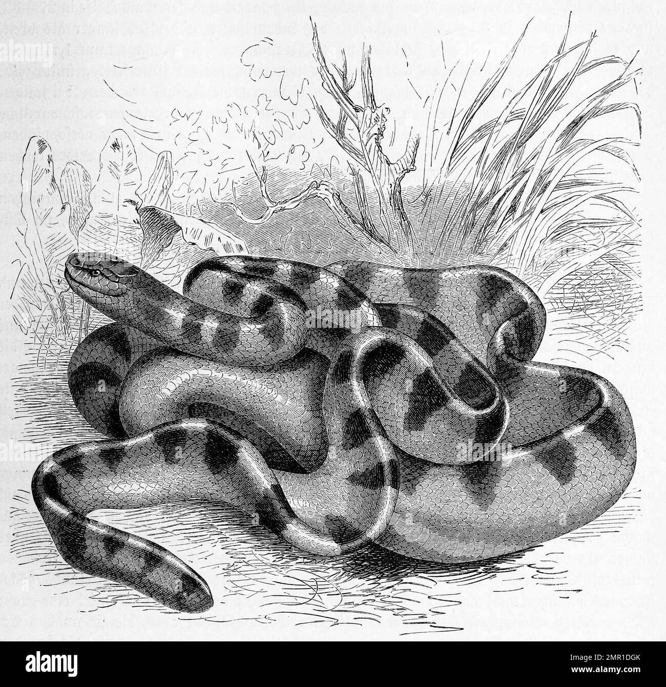 Reptilien, Streifenruderschlange, Hydrophis cyanocinctus zählt innerhalb der Familie der Giftnattern, Elapidae zu den Seeschlangen, Historisch, digital restaurierte Reproduktion von einer Vorlage aus dem 19. Jahrhundert Foto Stock