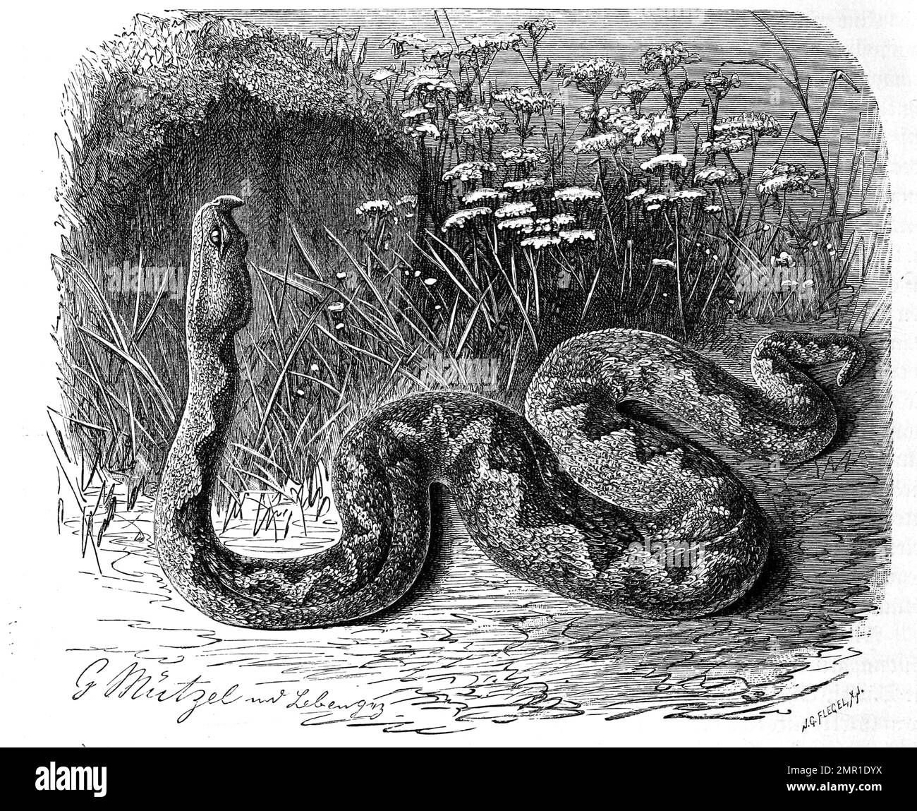 Reptilien, Europäische Hornotter, Vipera ammodytes, auch Sandviper, Hornviper, Sandotter oder Europäische Sandotter genannt, ist eine Art aus der Familie der Vipern, Historisch, ristorante digitale Reproduktion von einer Vorlage aus dem 19. Jahrhundert Foto Stock