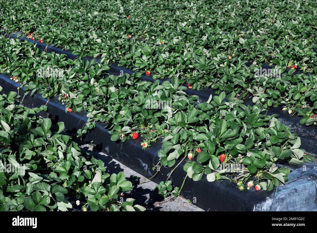 Campi di fragole pronti per il raccolto. Foto Stock