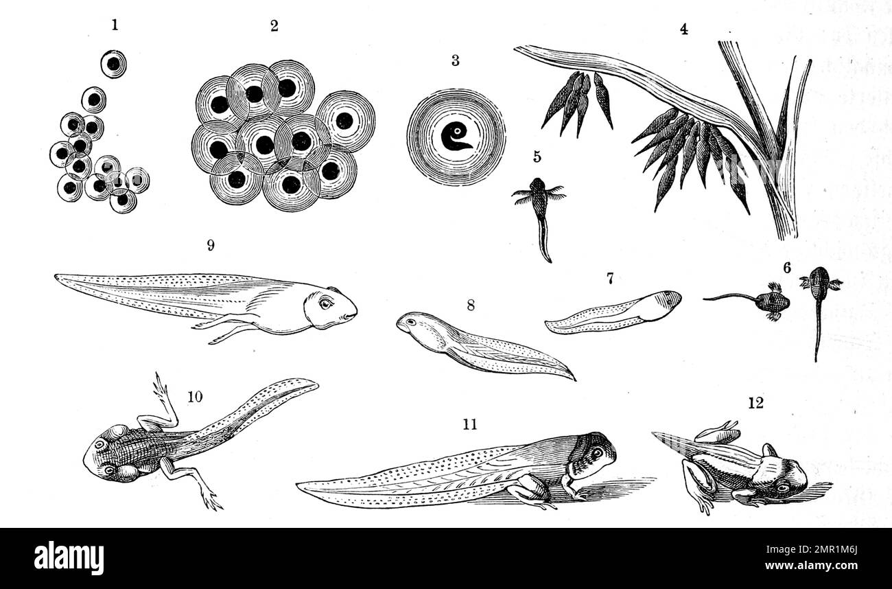 Reptilien, Entwicklung der Eier, Lauven des Grasfrosch, Rana temporanea, Historisch, restaurierte reproduktion von einer Vorlage aus dem 19. Jahrhundert Foto Stock