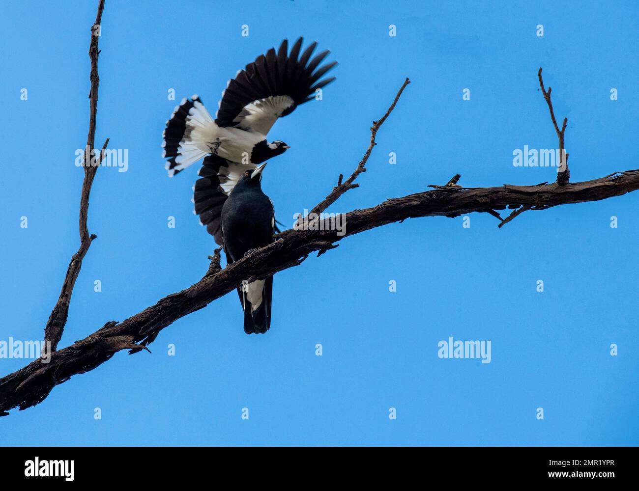 Un'Australian Magpie (Gymnorhina tibicen) e un Magpie-Lark (Grallina cyanoleuca) arroccato su un albero a Sydney, nuovo Galles del Sud, Australia (Photo by T Foto Stock