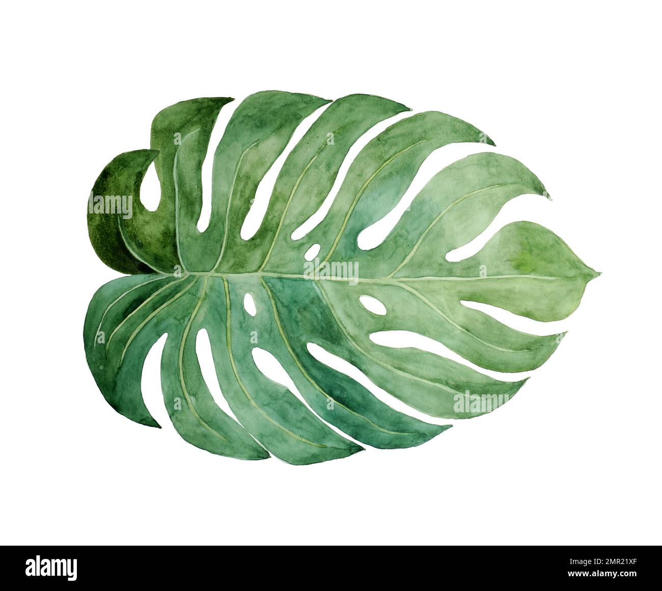 Bella foglia tropicale acquerello dipinta su carta bianca, vista dall'alto Foto Stock