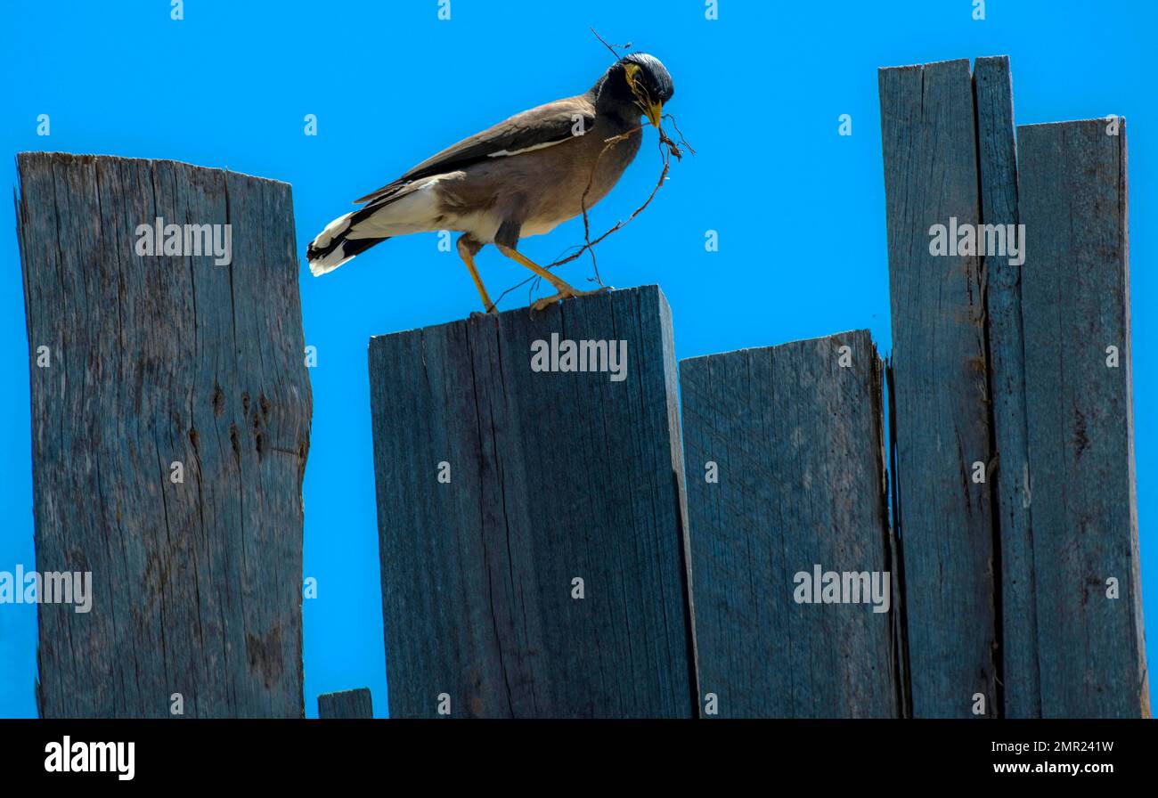 Un comune Myna (Acridotheres tristis) che raccoglie materiale di nidificazione a Sydney, NSW, Australia (Foto di Tara Chand Malhotra) Foto Stock