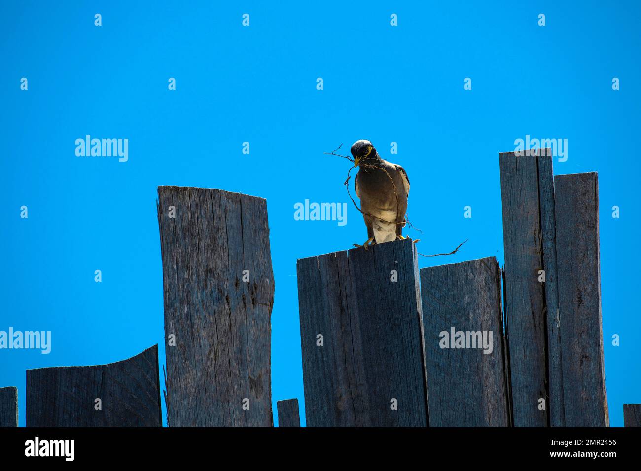 Un comune Myna (Acridotheres tristis) che raccoglie materiale di nidificazione a Sydney, NSW, Australia (Foto di Tara Chand Malhotra) Foto Stock