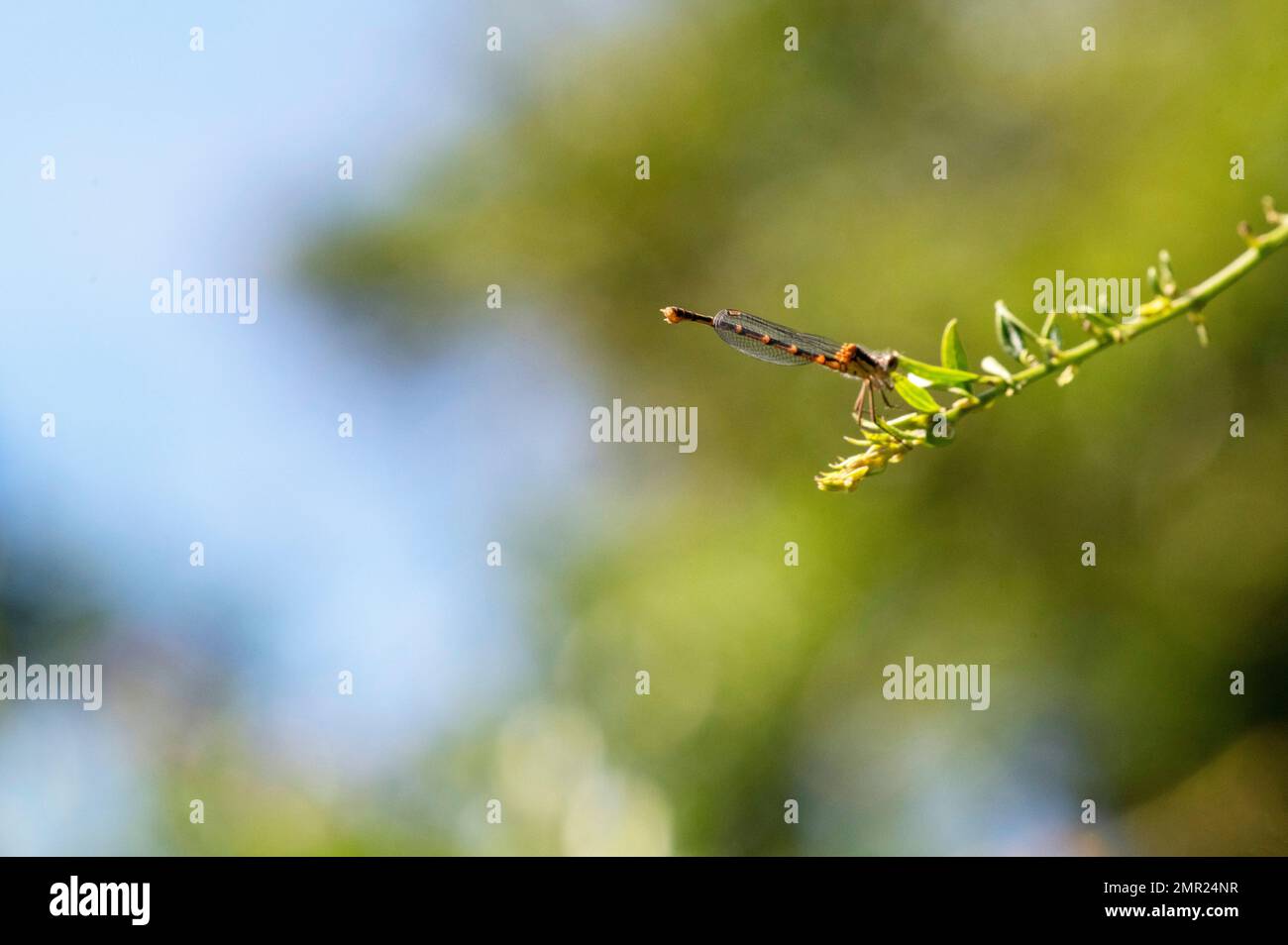 Damselfly si stabilì sulla foglia a Sydney, nuovo Galles del Sud, Australia (Foto di Tara Chand Malhotra) Foto Stock