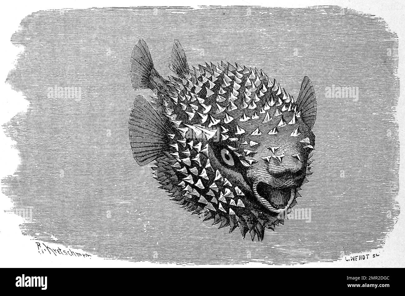 Fisch, Gepunktoner oder Gewöhnlicher Igelfisch, Diodon hystrix, Historisch, ristorante digitale Reproduktion von einer Vorlage aus dem 19. Jahrhundert Foto Stock
