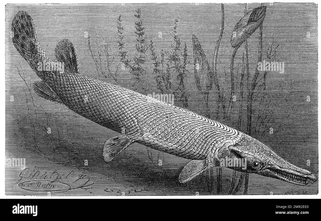 Fisch, Kaimanfisch, Gemeiner Knochenhecht, Lephisteus osseus, Art aus der Familie der Knochenhechte, Lephisteidae, Historisch, restaurierte reproduktion von einer Vorlage aus dem 19. Jahrhundert Foto Stock