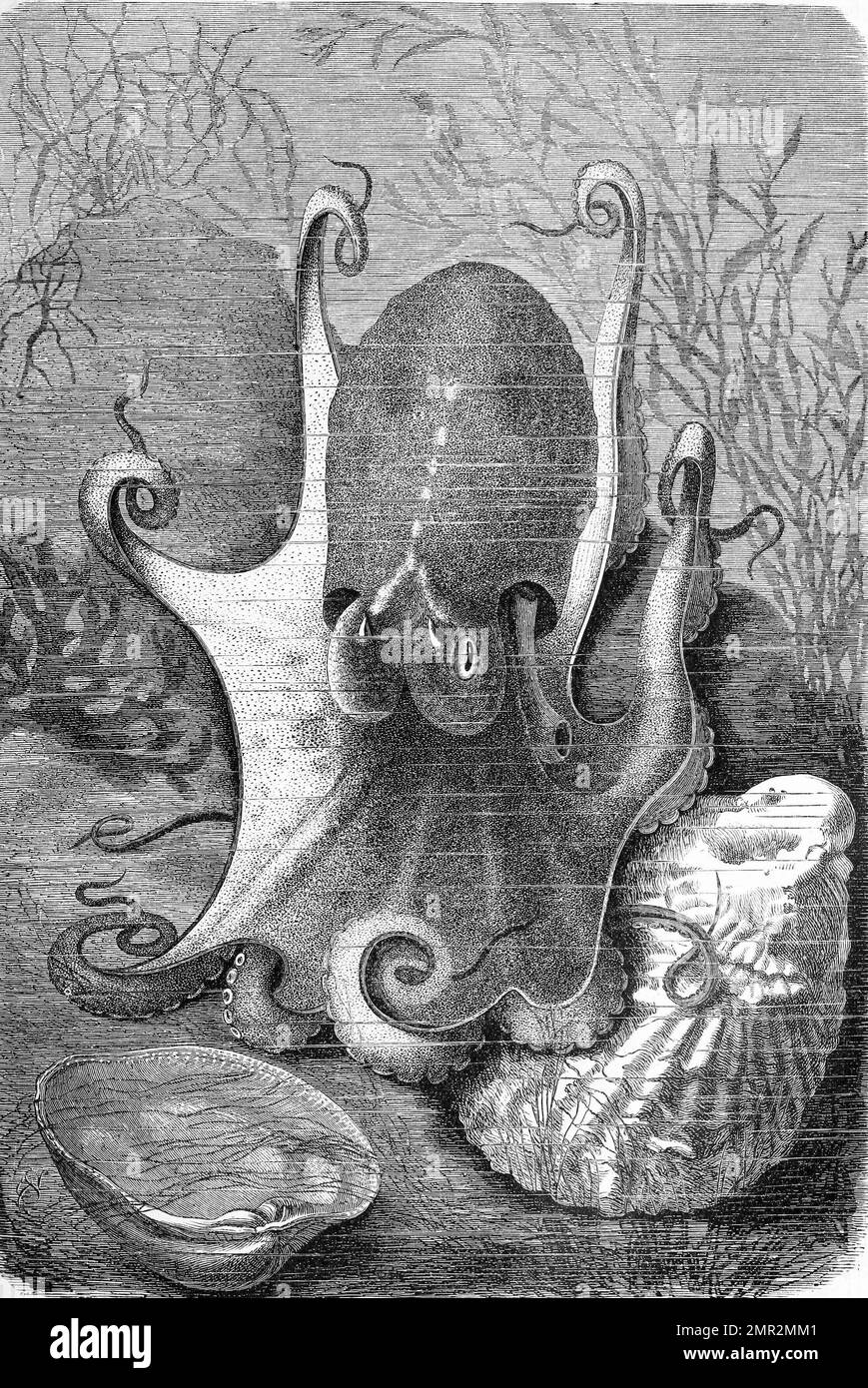 Moschuskrake, Eledone moschata ist ein kleiner Kopffüßer aus der Gattung Eledone, Historisch, ristorante digitale Reproduktion von einer Vorlage aus dem 19. Jahrhundert Foto Stock