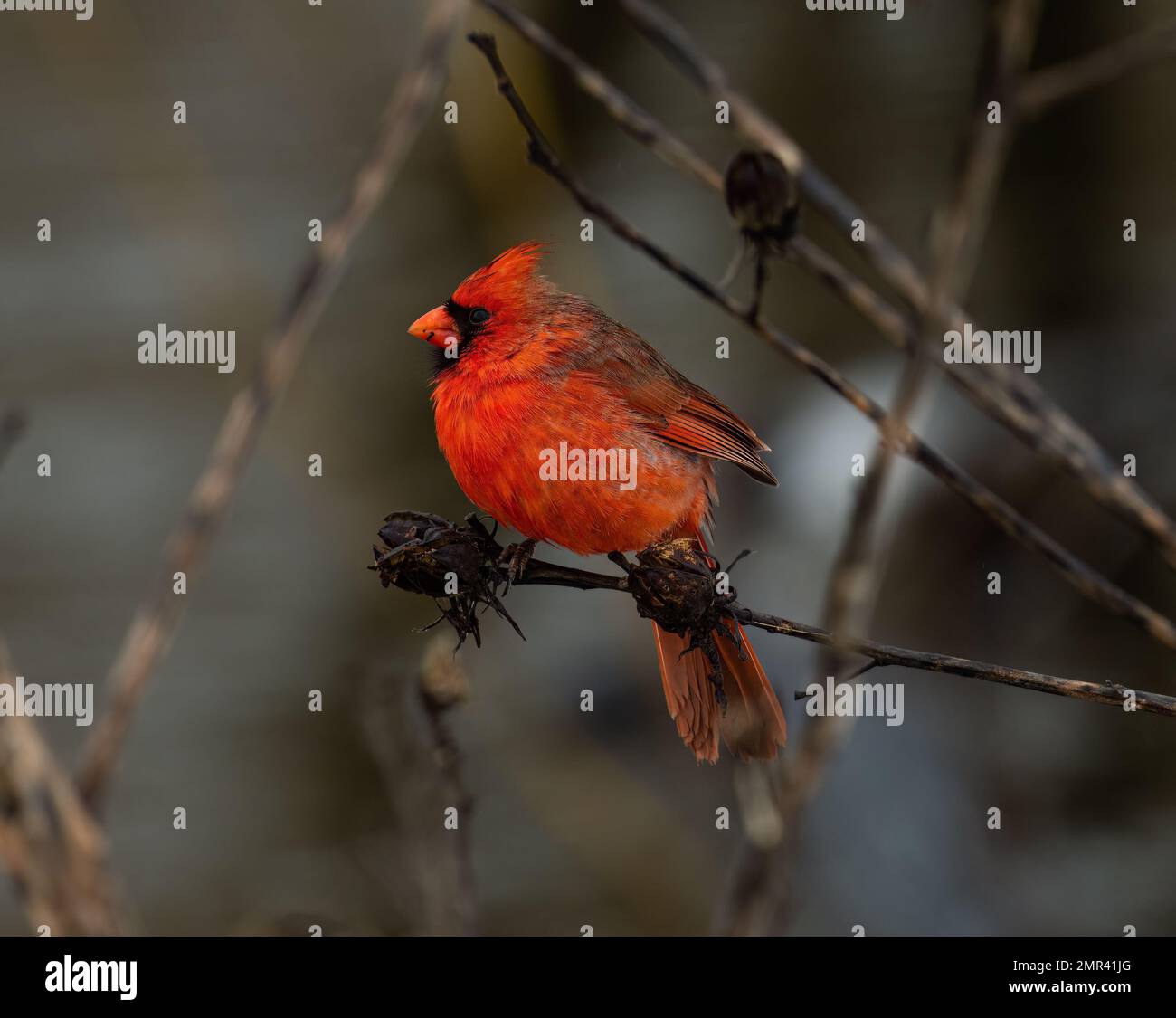 Un primo piano di un cardinale settentrionale (Cardinalis cardinalis) arroccato su un ramo su uno sfondo sfocato Foto Stock