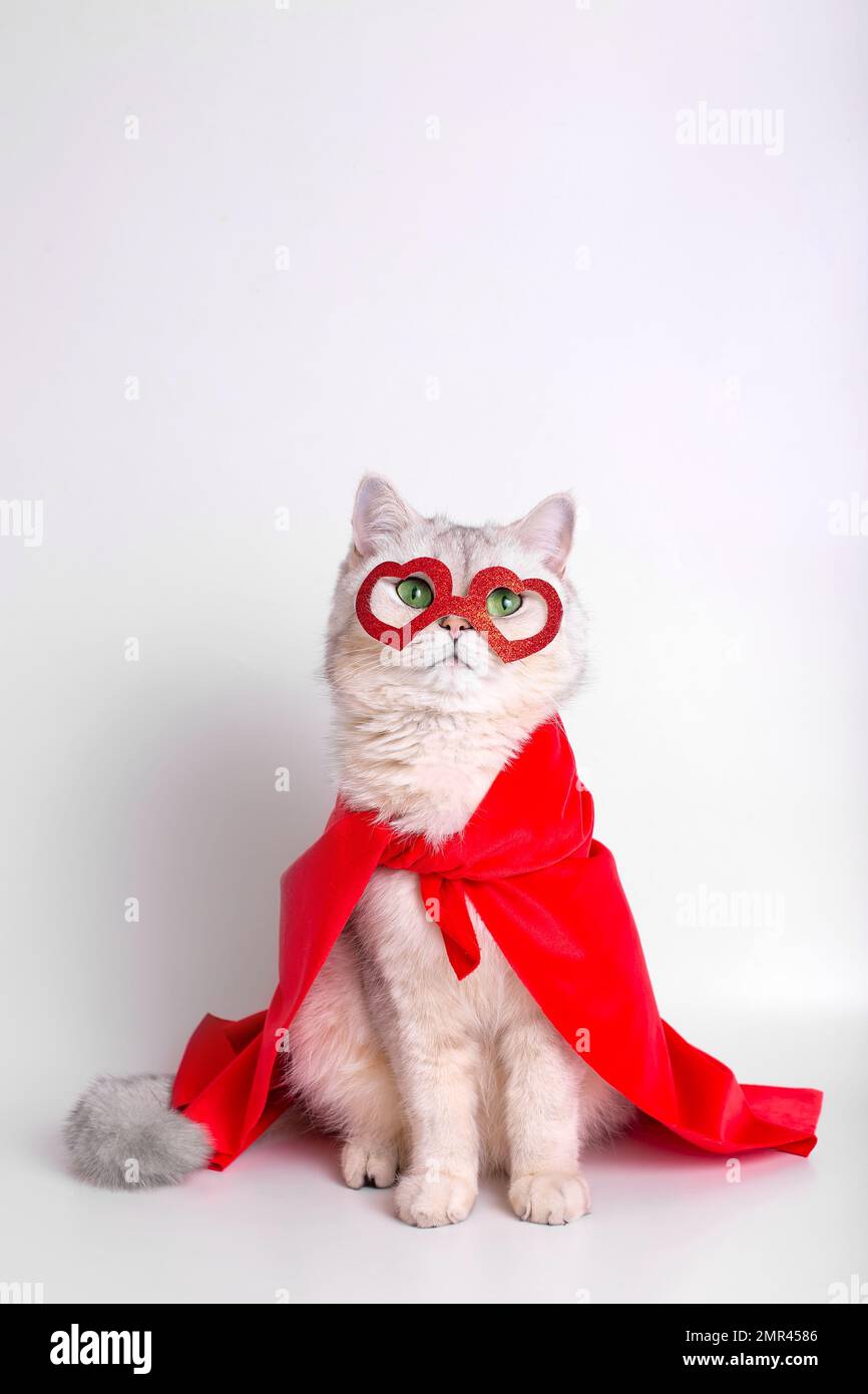 Un gatto bianco siede in una maschera rossa sotto forma di cuori e di un mantello rosso. Foto Stock