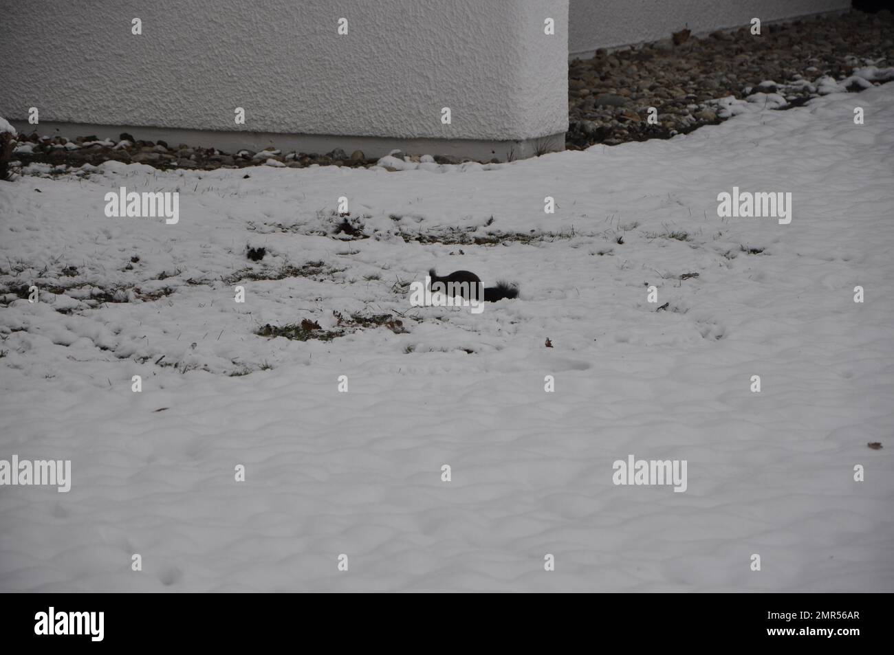 Uno scoiattolo nero su un terreno coperto di neve. Scoiattolo nero sulla neve in inverno, Bad Fussing, Baviera, Germania Foto Stock