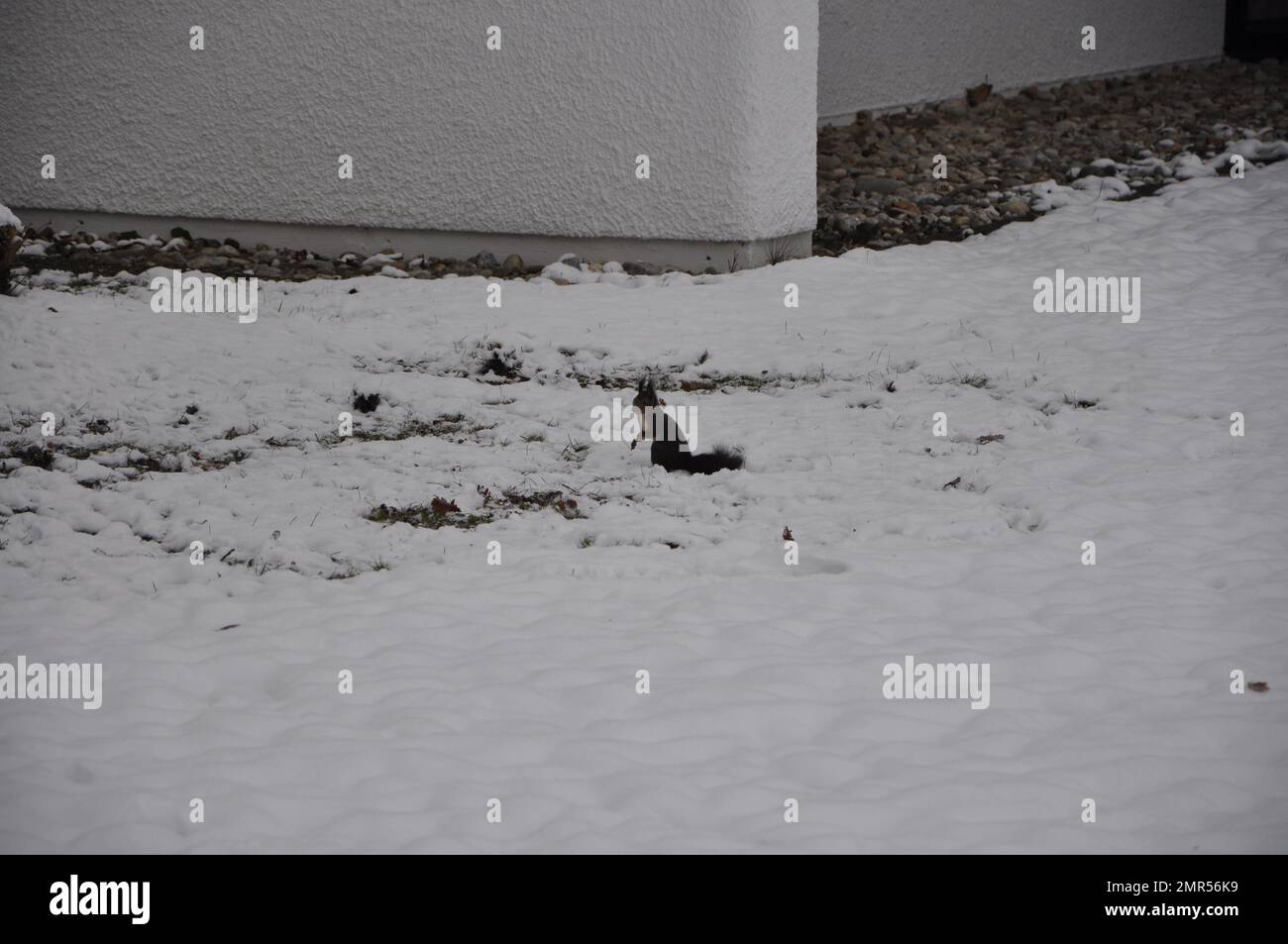Uno scoiattolo nero su un terreno coperto di neve. Scoiattolo nero sulla neve in inverno, Bad Fussing, Baviera, Germania Foto Stock