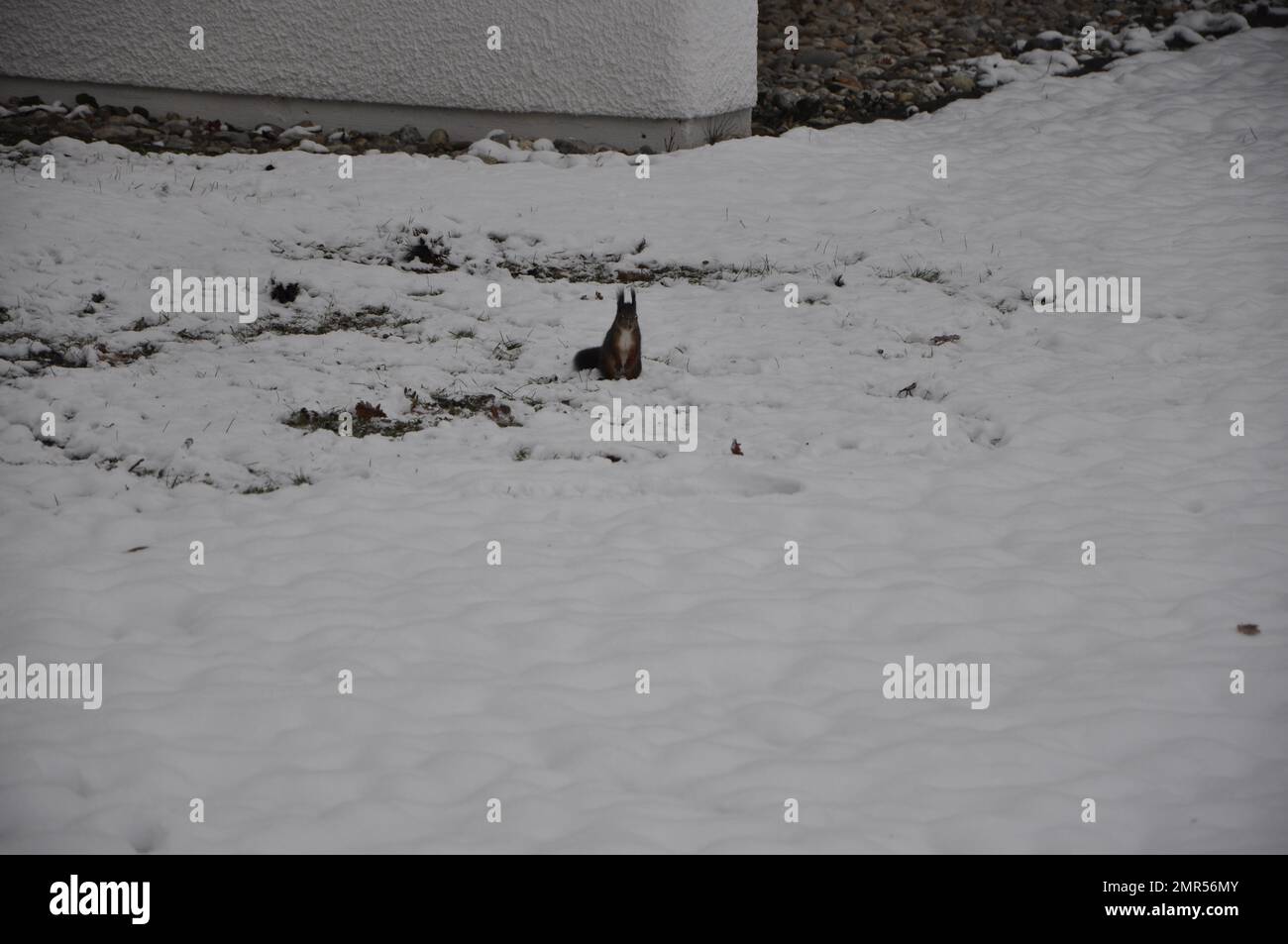 Uno scoiattolo nero su un terreno coperto di neve. Scoiattolo nero sulla neve in inverno, Bad Fussing, Baviera, Germania Foto Stock