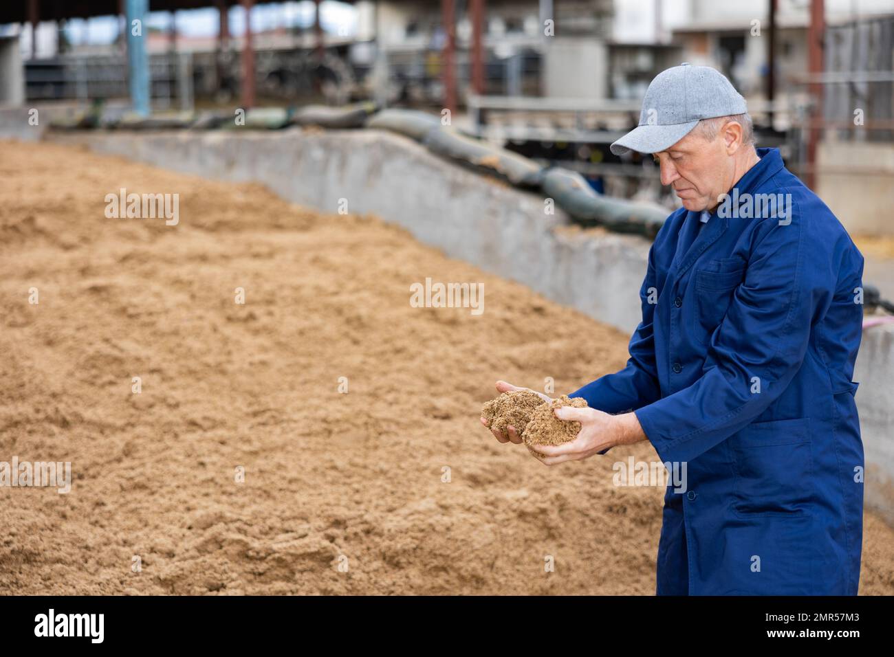 Coltivatore che squatting a mucchio grande di grano speso del birraio Foto Stock