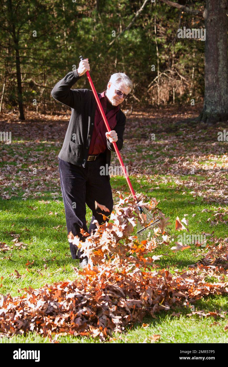 Senior uomo a rastrellare foglie in autunno, New England, STATI UNITI D'AMERICA Foto Stock