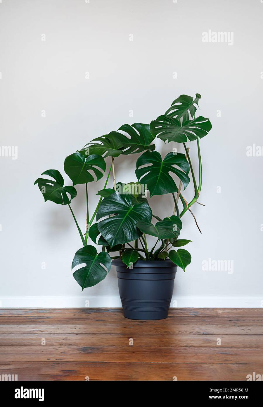 Pianta di formaggio svizzero o Monstera deliziosa in un vaso di fiori grigio su sfondo chiaro, giardinaggio domestico e minimalismo Foto Stock