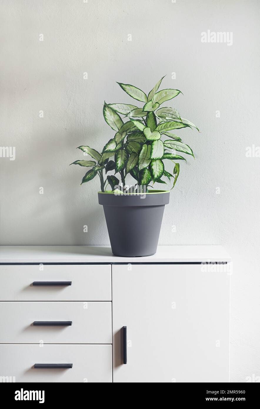 Pianta di canna dumb o Dieffenbachia in un vaso di fiori grigio su un arredamento bianco in una stanza, minimalismo e stile scandinavo Foto Stock