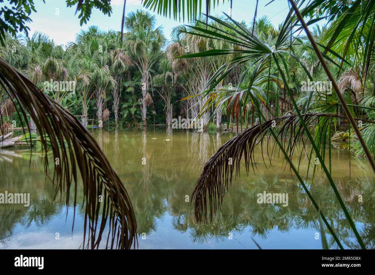 Laghetto di acqua dolce circondato da palme, come un'oasi. Ubicazione: Brasile del Nord, Sud America Foto Stock