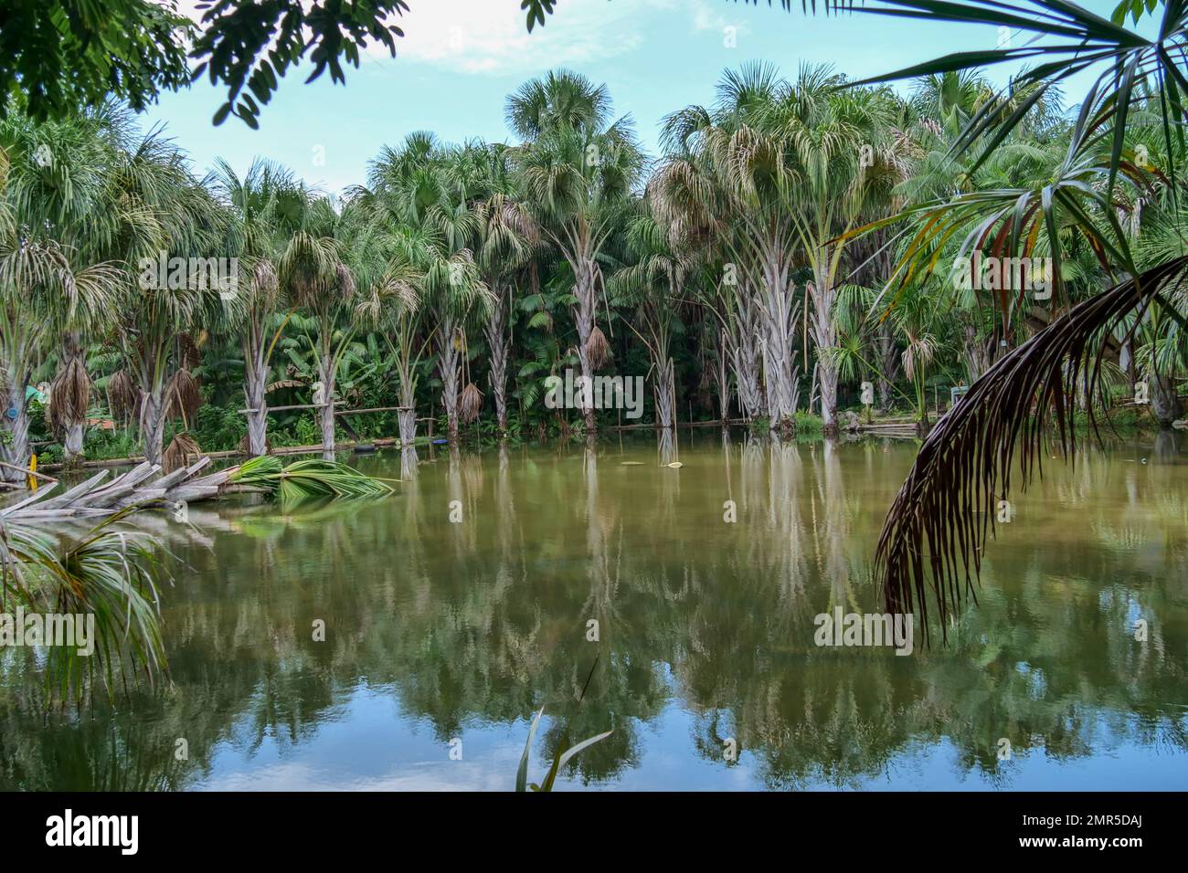 Laghetto di acqua dolce circondato da palme, come un'oasi. Ubicazione: Brasile del Nord, Sud America Foto Stock